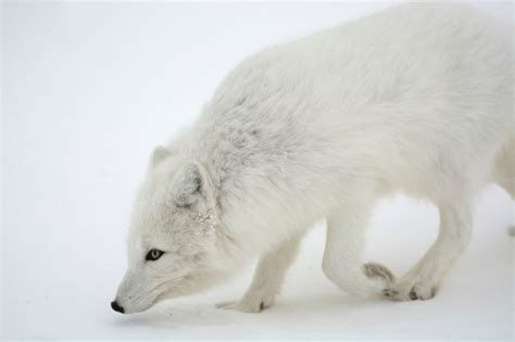 野外雪地如何保暖，與雪地裡的狐狸如何捕獵有著異曲同工之妙